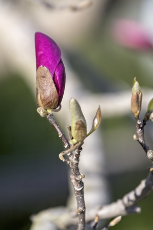 magnolia flower on treeの写真素材