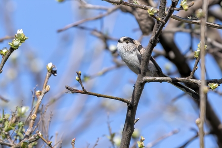long tailed tit bird on treeの写真素材