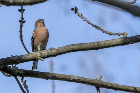 finch fringilla coelebs bird on treeの写真素材