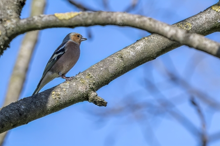 finch fringilla coelebs bird on treeの写真素材