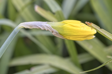 bud of daffodils bloom in springの写真素材