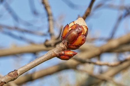 bud in springの写真素材