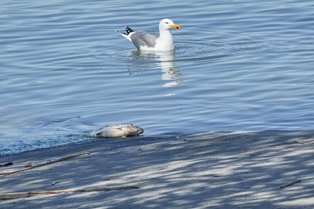 seagull eating dead chub fishの写真素材