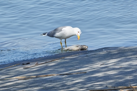 seagull eating dead chub fishの写真素材