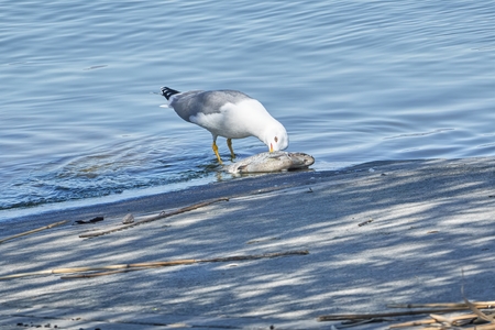 seagull eating dead chub fishの写真素材