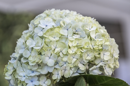 white hydrangea in bloomの写真素材