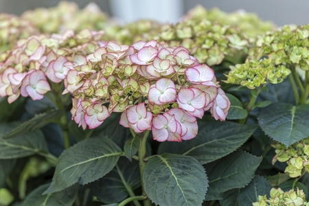 white hydrangea in bloomの写真素材