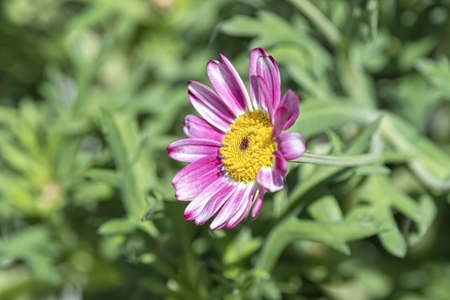 daisy in bloom in springの写真素材