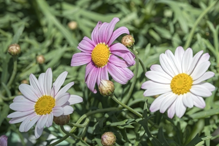 daisy in bloom in springの写真素材