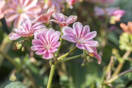 pink lewisia flower in bloomの写真素材