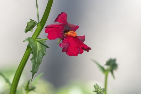 red snapdragons in bloomの写真素材