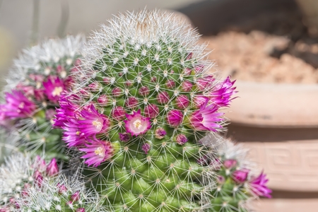 succulent plant in bloom in the vaseの写真素材
