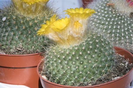 succulent plant in bloom in the vaseの写真素材