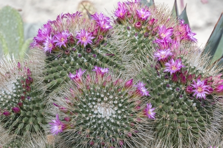 succulent plant in bloom in the vaseの写真素材