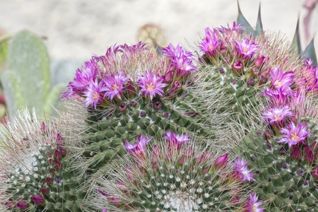 succulent plant in bloom in the vaseの写真素材
