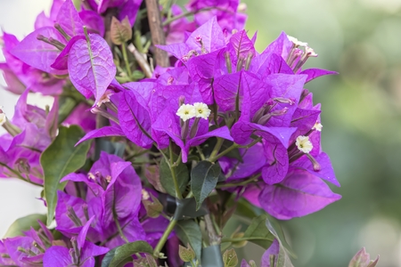 bouganvillea in bloom in the cityの写真素材
