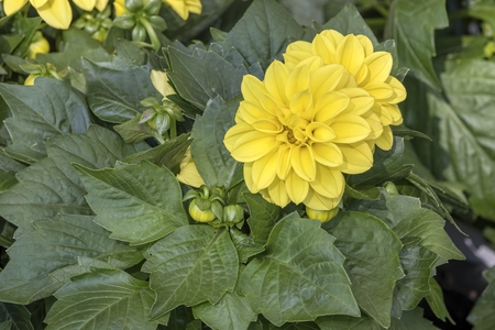 yellow dahlia in the gardenの写真素材