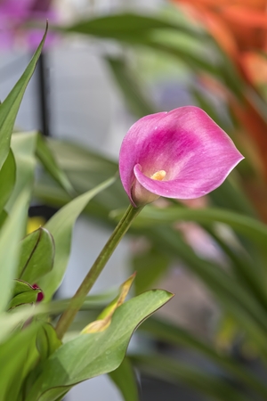 pink calla lily in the gardenの写真素材