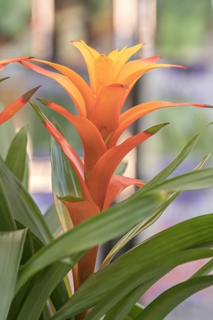 guzmania lingulata in the vaseの写真素材
