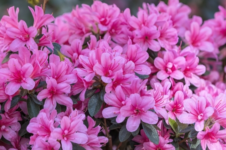 pink azalea in the gardenの写真素材