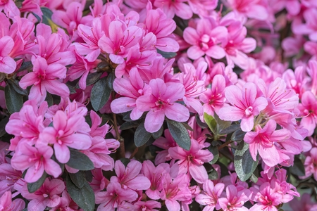 pink azalea in the gardenの写真素材