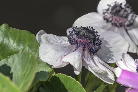 cultivated poppy in the gardenの写真素材