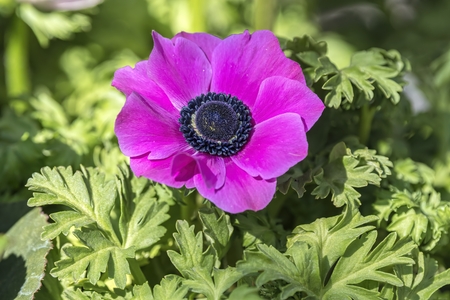 cultivated poppy in the gardenの写真素材