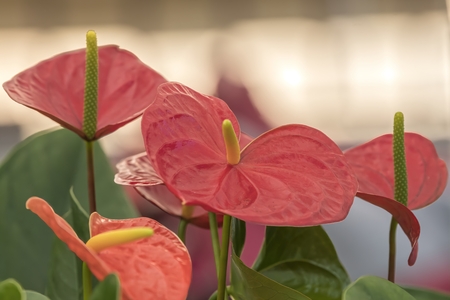 red anthurium in the vaseの写真素材