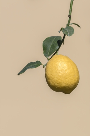 yellow lemon on treeの写真素材