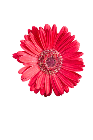 isolated red gerbera daisy on whiteの写真素材