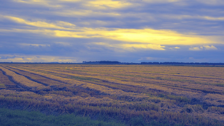 cultivated field in autumn seasonの写真素材