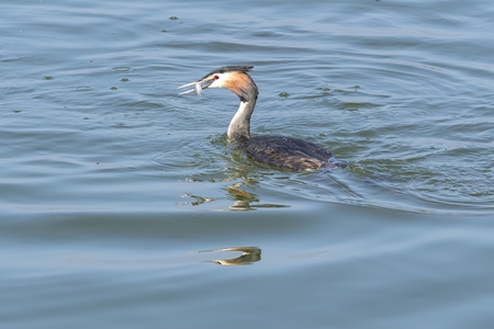 great crested grebe eating fish on lakeの写真素材