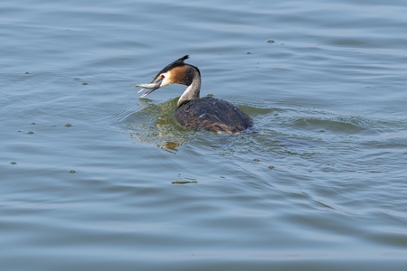 great crested grebe eating fish on lakeの写真素材