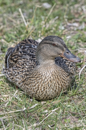 cute duck rest on meadowの写真素材