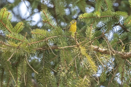 serinus serinus  bird on treeの写真素材