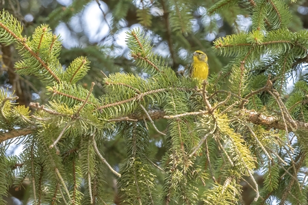 serinus serinus  bird on treeの写真素材