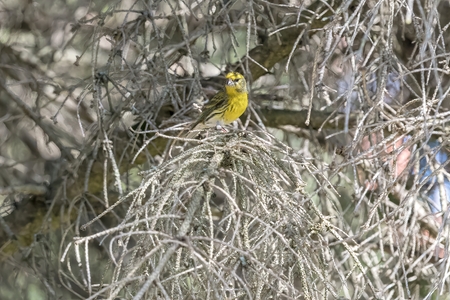 serinus serinus  bird on treeの写真素材