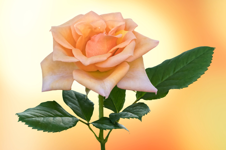 beautiful rose on texture backgroundの写真素材