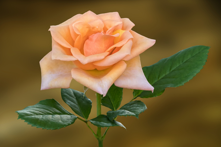 beautiful rose on texture backgroundの写真素材
