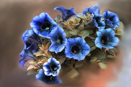 bellflower in bloom in springの写真素材