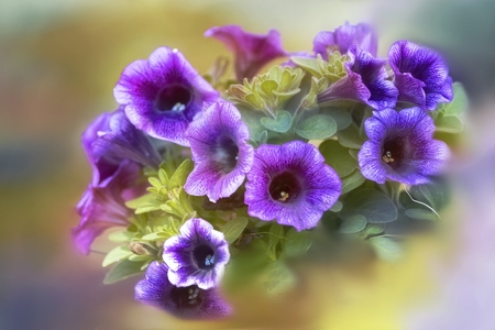 bellflower in bloom in springの写真素材