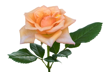 isolated rose on white backgroundの写真素材