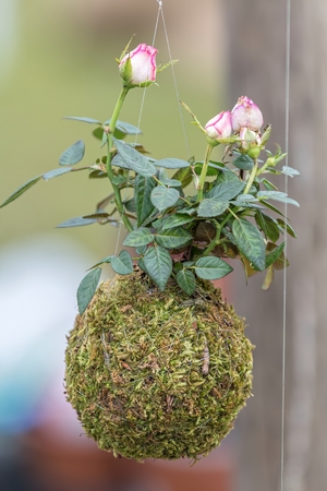 decorative succulent plant hanging in the gardenの写真素材
