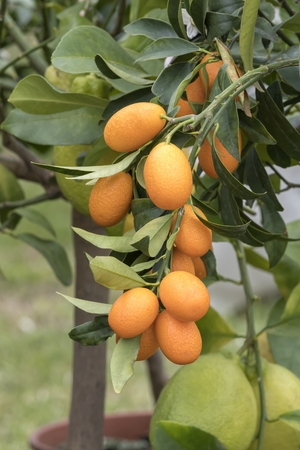 Kumquat growing on treeの写真素材