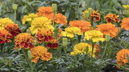 tagete flower  in the gardenの写真素材