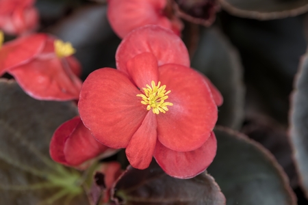 begonia in the gardenの写真素材
