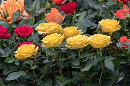 colorful roses in the gardenの写真素材