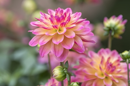 dahlia in bloom in the gardenの写真素材