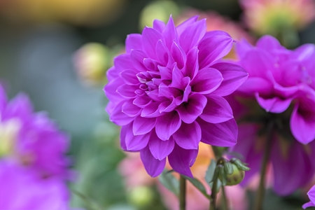 dahlia in bloom in the gardenの写真素材