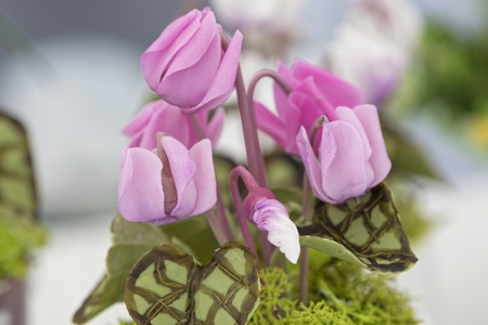 handmade cyclamen with ceramic pasteの写真素材